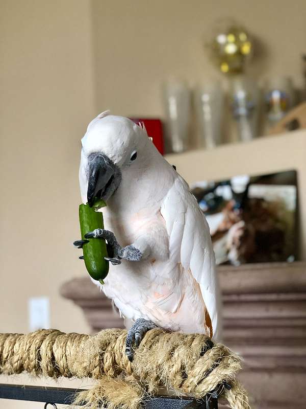 cockatoo-moluccan-cockatoo-for-sale-in-pittsburg-ca