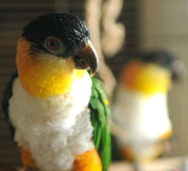 black-headed-caique-for-sale-in-connersville-in