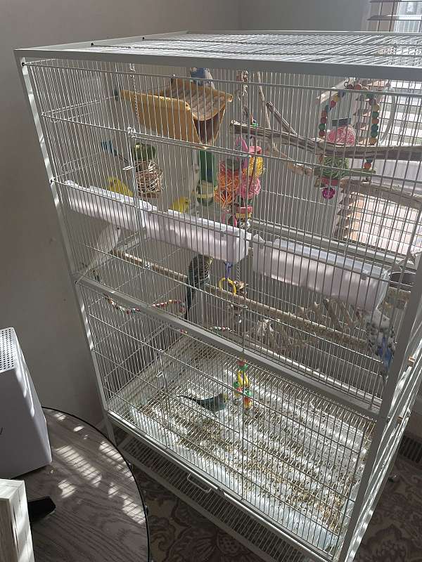 parakeet-for-sale