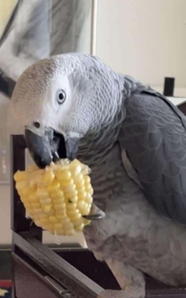 medium-african-grey-parrot-for-sale
