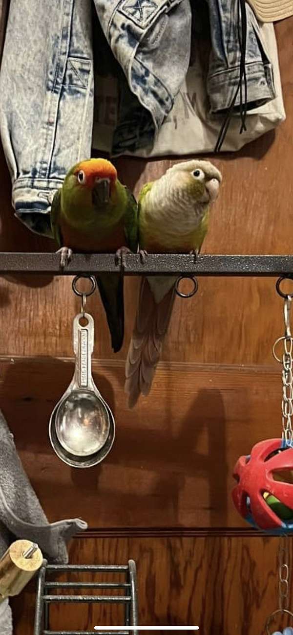 conure-for-sale-in-pennsville-nj
