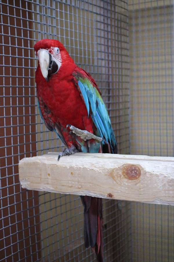 green-wing-macaw-for-sale-in-saint-paul-mn