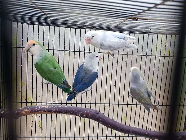 exotic-singing-parrot-for-sale