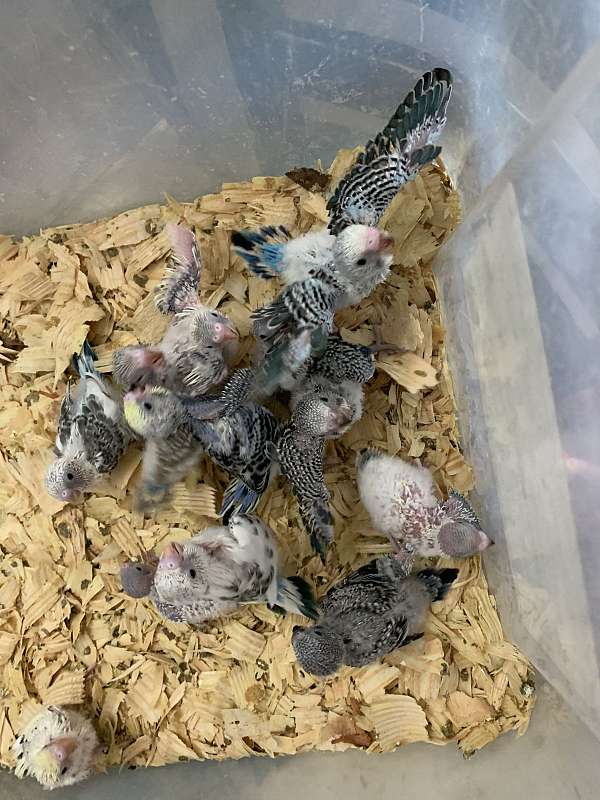 Parakeets babies hand fed
