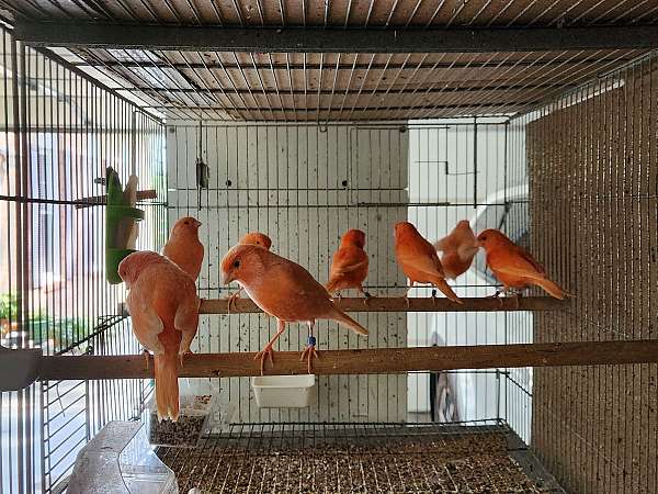 red-factor-canary-for-sale-in-potomac-md