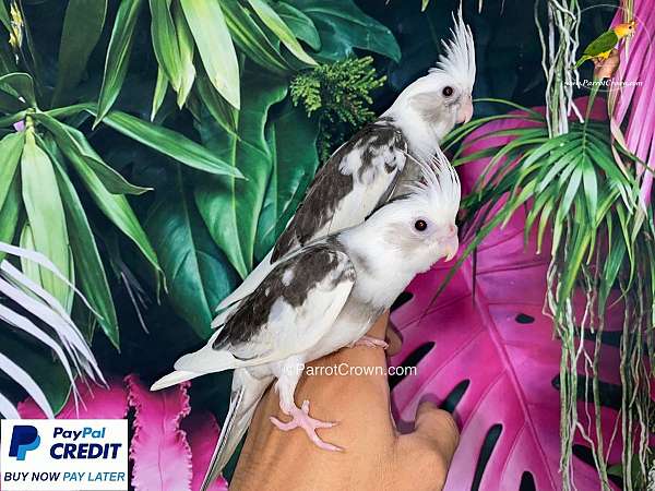 pied-white-bird-for-sale-in-los-angeles-ca