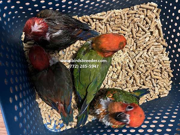 sun-conure-for-sale