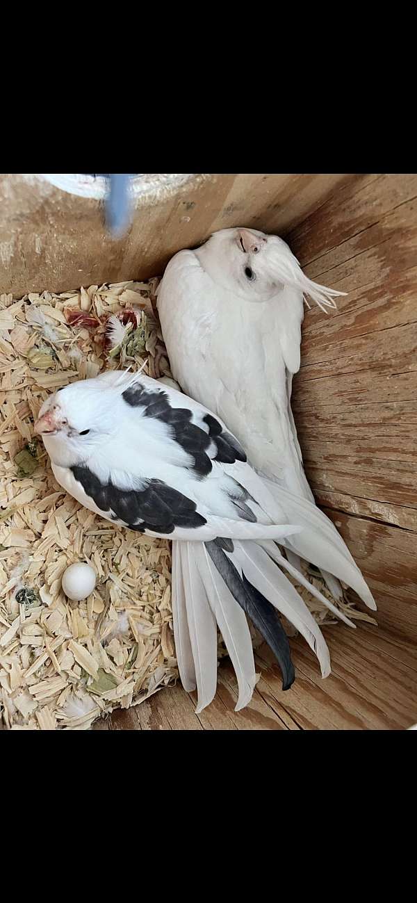 albino-bird-for-sale-in-louisiana