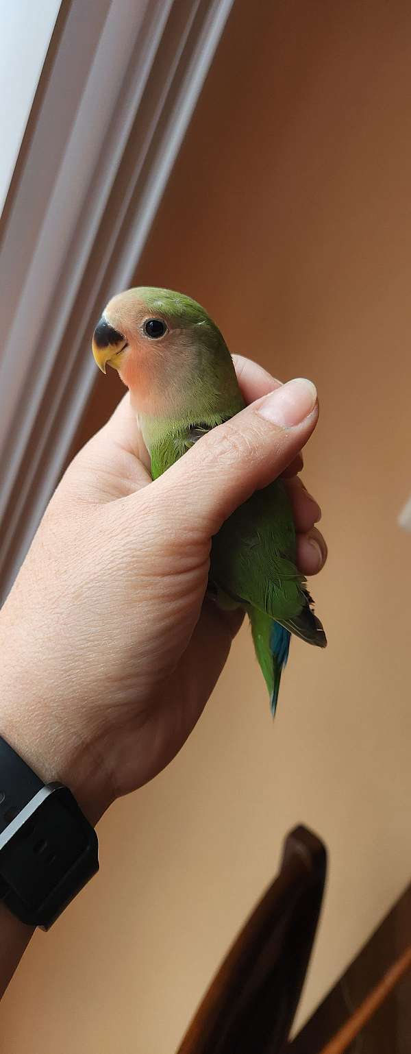 lovebird-for-sale