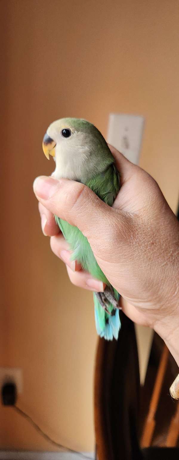 lovebird-for-sale