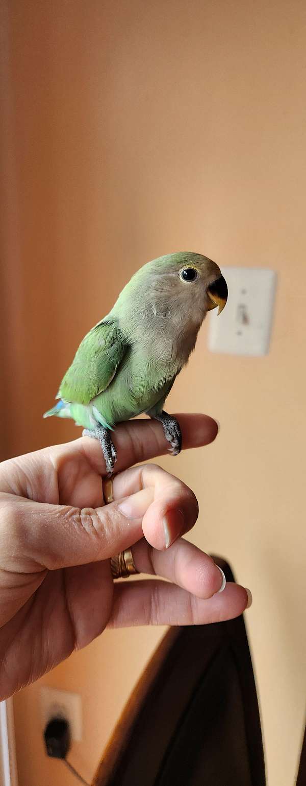 lovebird-for-sale