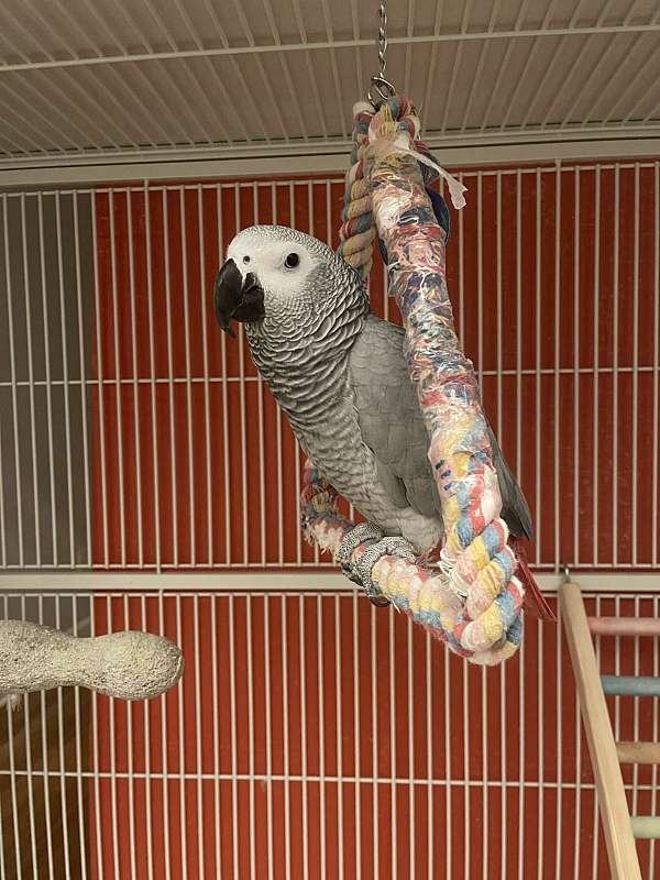 african-grey-parrot-for-sale-in-belleville-mi