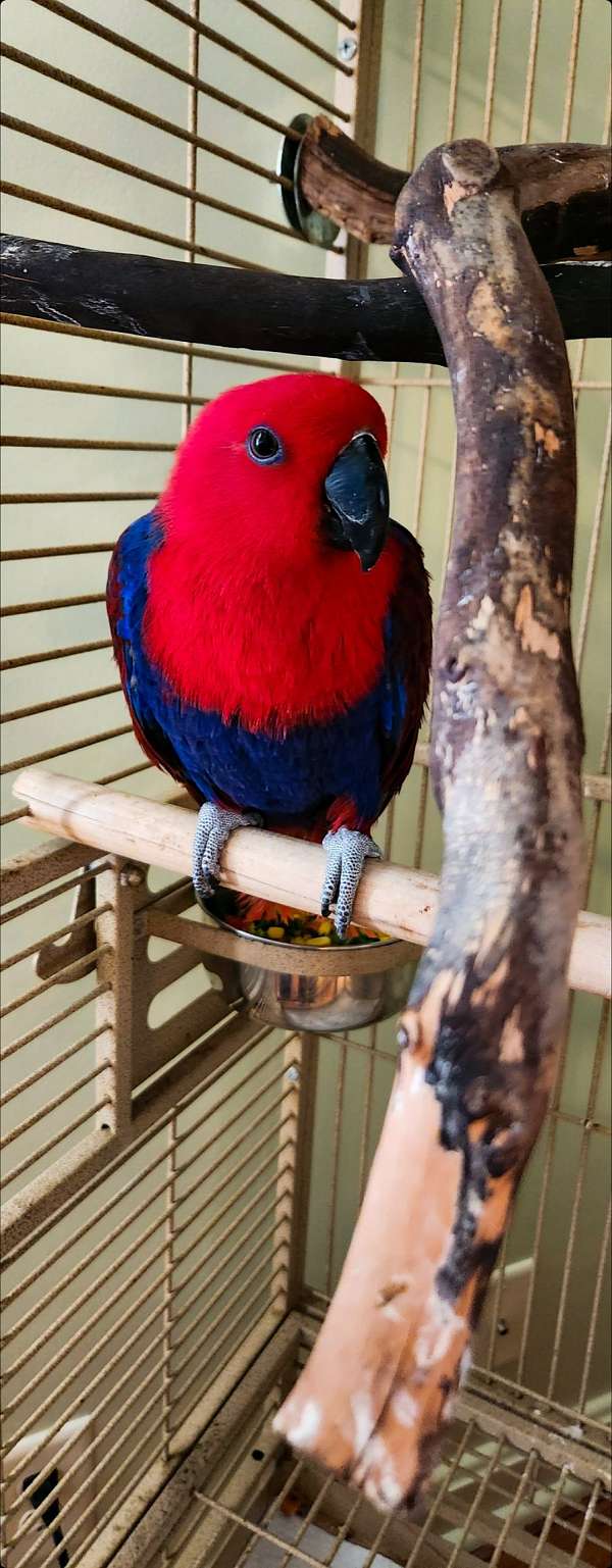 eclectus-parrots-for-sale-in-grafton-oh