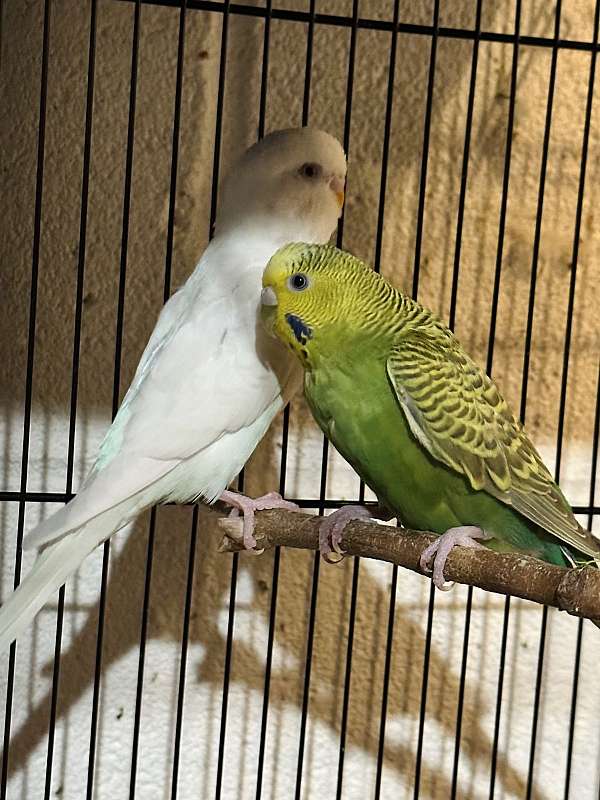 small-parakeet-for-sale