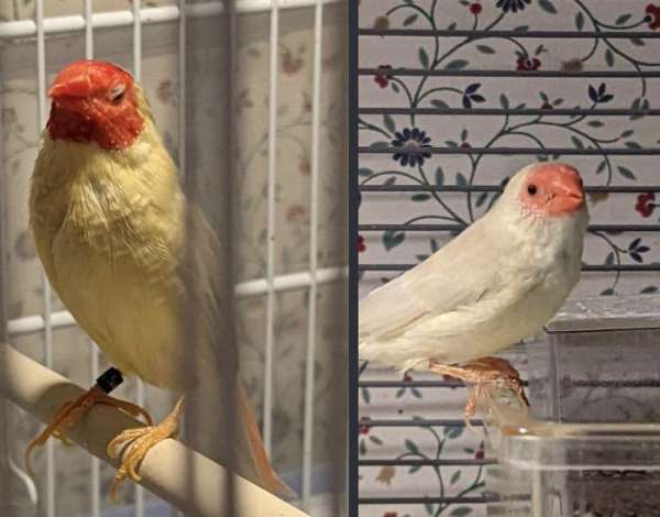 adult-star-finch-for-sale