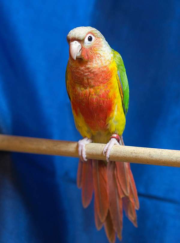 pineapple-red-companion-bird-for-sale