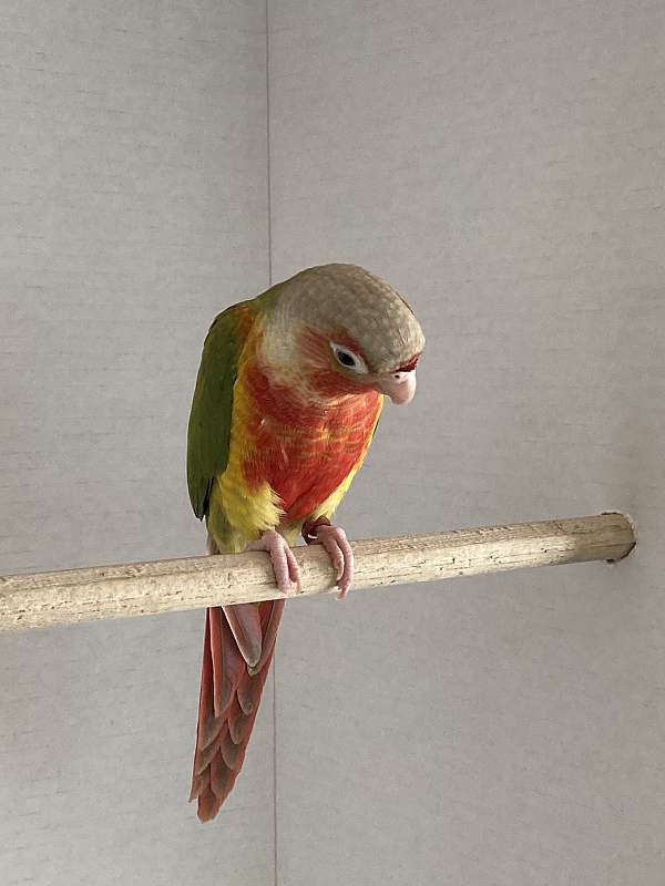 pineapple-red-green-cheek-conure-for-sale