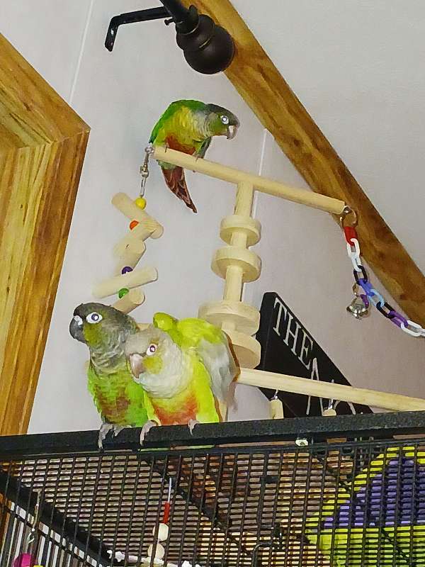pet-bird-for-sale-in-granville-ny