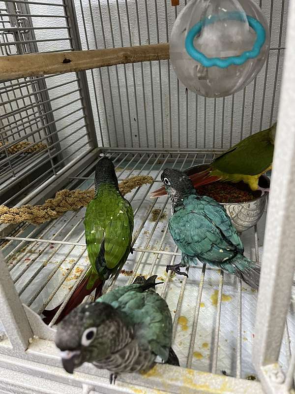 cute-bird-for-sale