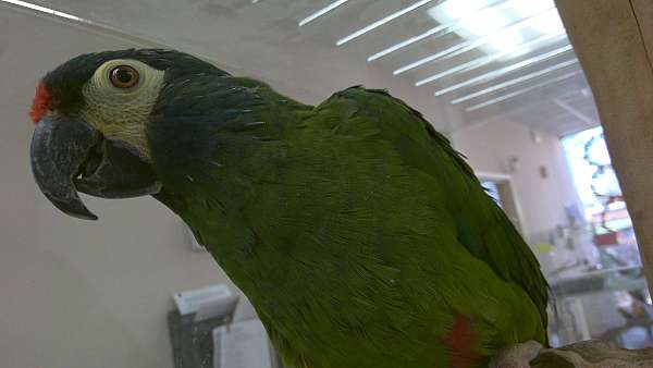 young-illigers-macaw-for-sale