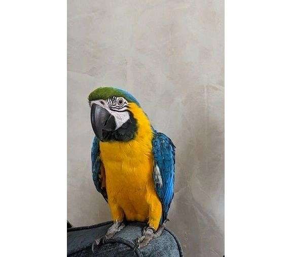 blue-gold-macaw-for-sale-in-hot-springs-va