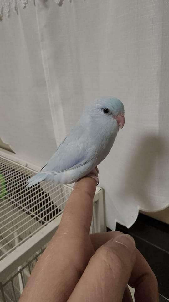 blue-white-handfed-tame-bird-for-sale