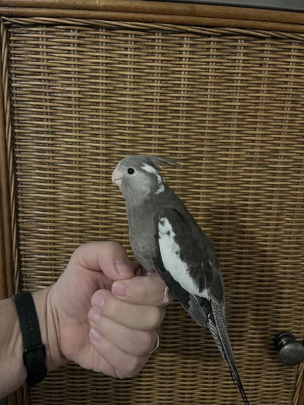 handfed-pet-bird-for-sale-in-north-chesterfield-va