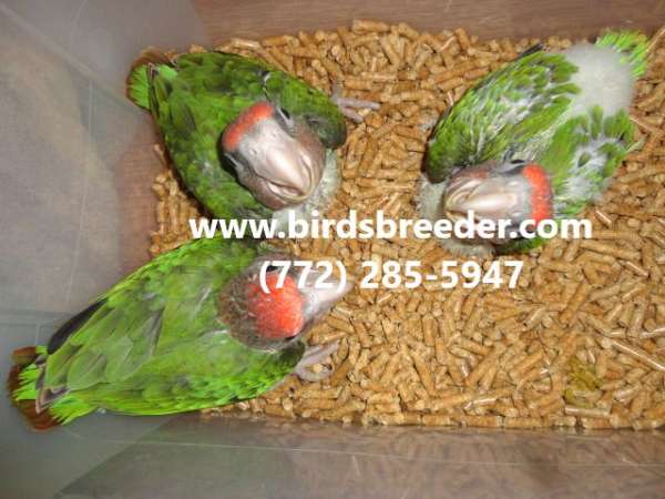 rose-brown-necked-poicephalus-parrots-for-sale