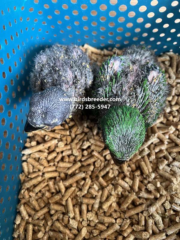 eclectus-parrots-vosmaeri-parrots-for-sale-in-bronson-fl