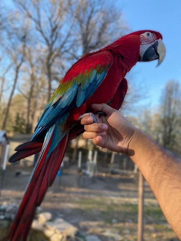scarlet-macaw-for-sale-in-durham-nc