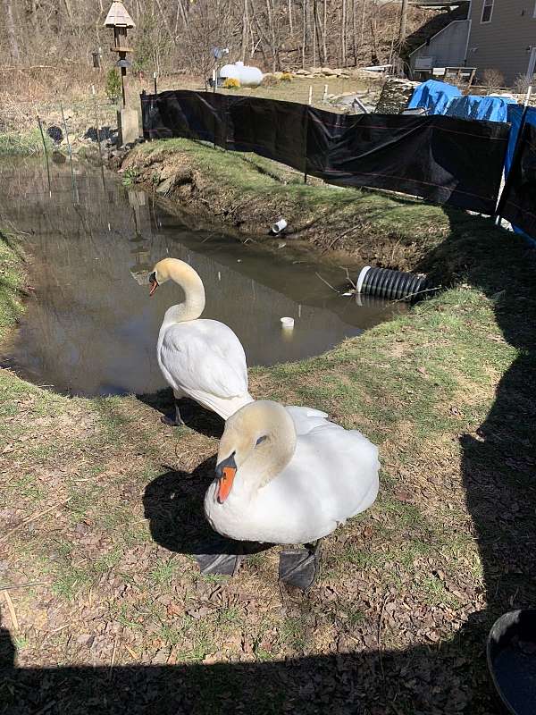 swan-for-sale-in-holtwood-pa