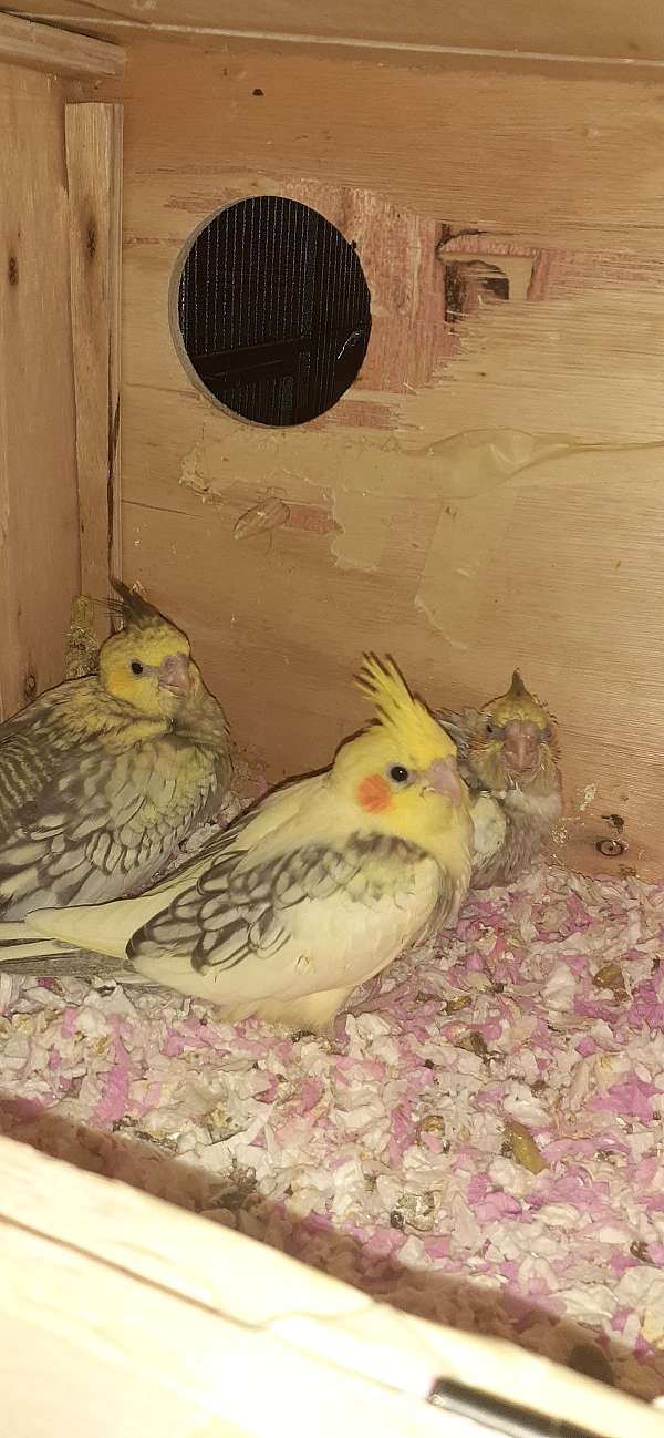 cockatiel-for-sale-in-thornville-oh