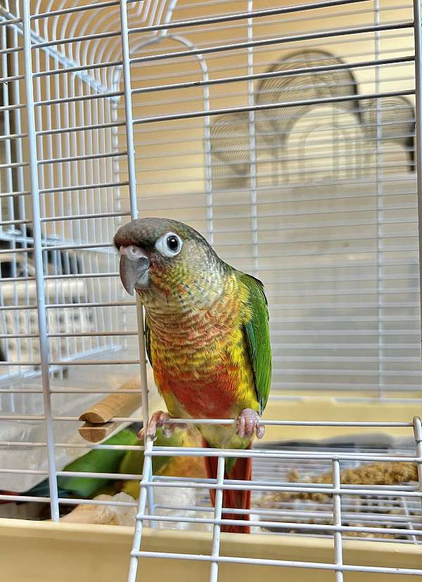 green-cheek-conure-for-sale