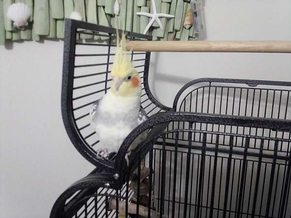 cockatiel-for-sale-in-fort-myers-fl