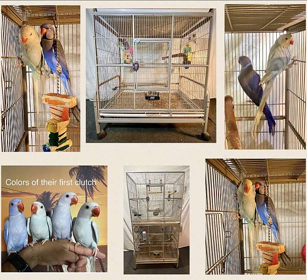 bonded-pair-bird-for-sale-in-northbridge-ma