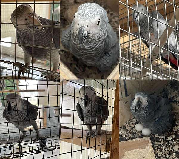 mixed-bird-for-sale-in-ward-ar