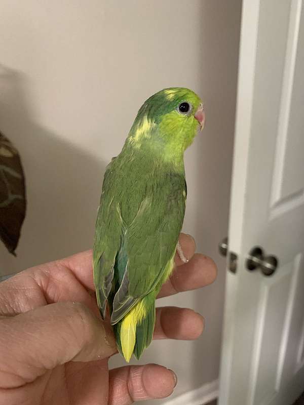 green-pied-bird-for-sale-in-albany-ny