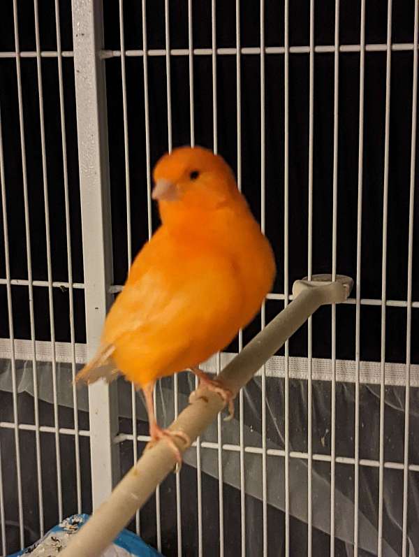 male-red-factor-canary-for-sale