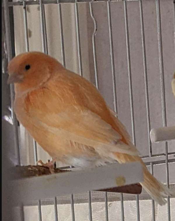 red-factor-canary-for-sale