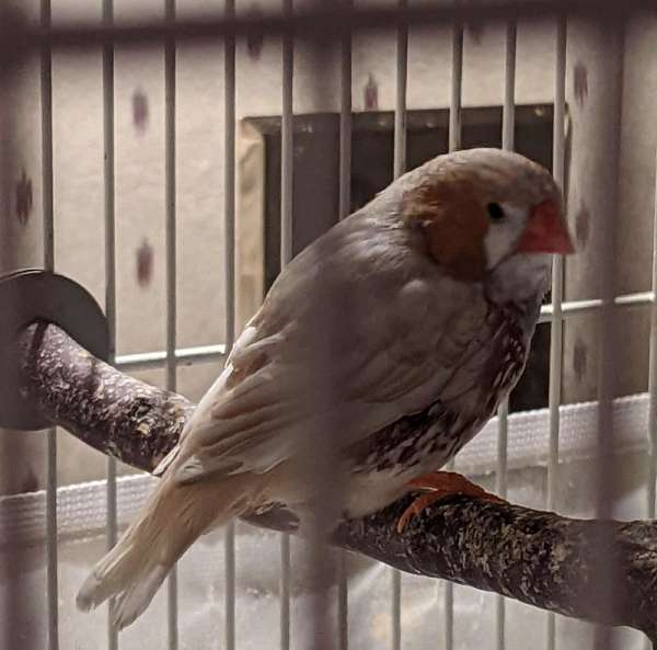 finch-zebra-finch-for-sale-in-fall-river-ma