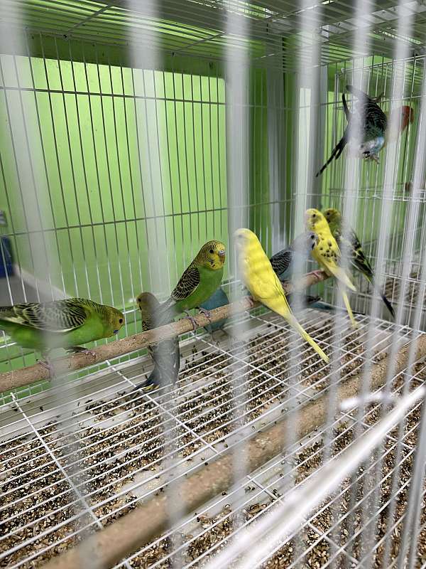 parakeet-for-sale