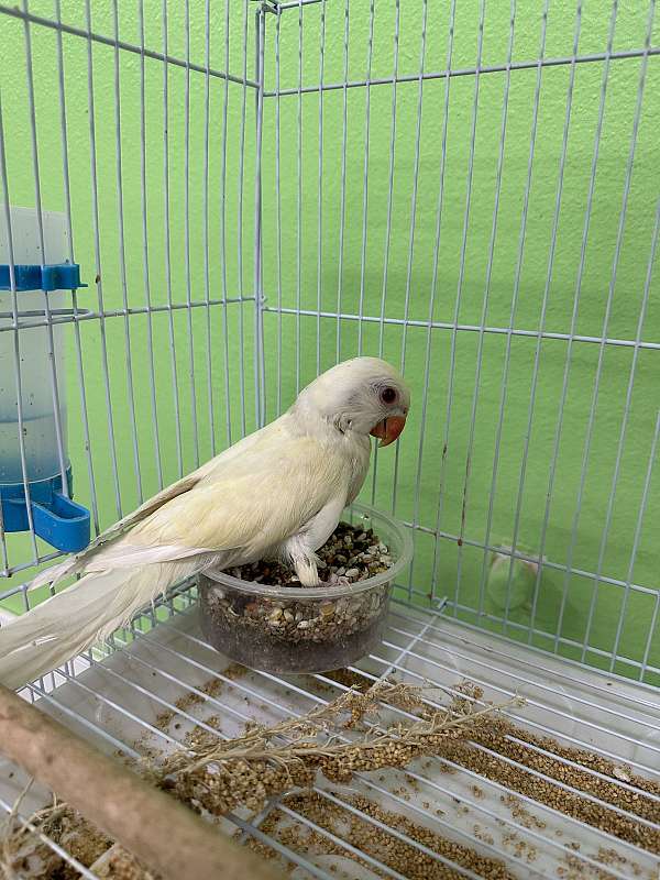 Hurley Queen Ringneck