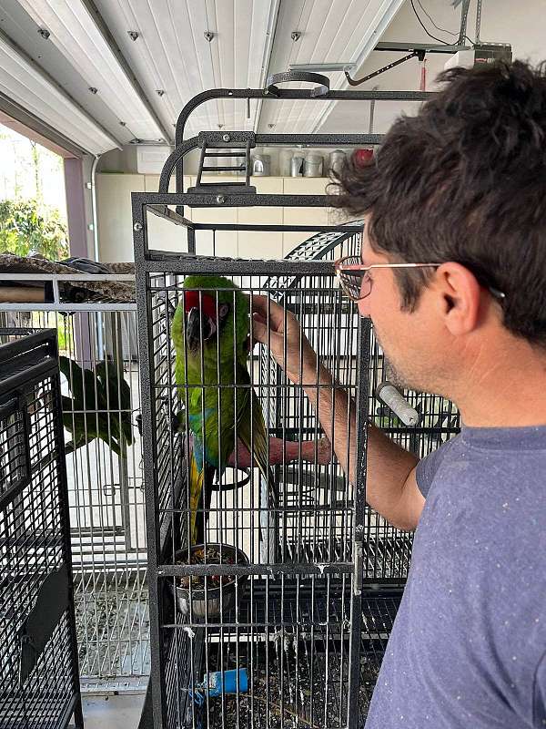 military-macaw-for-sale-in-charlotte-nc