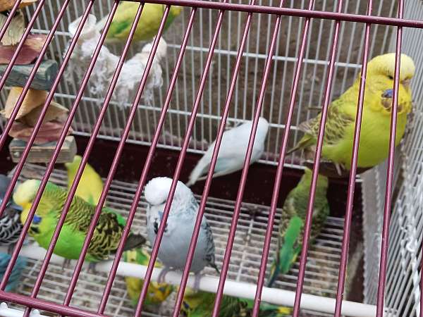 parakeet-for-sale-in-charlotte-nc