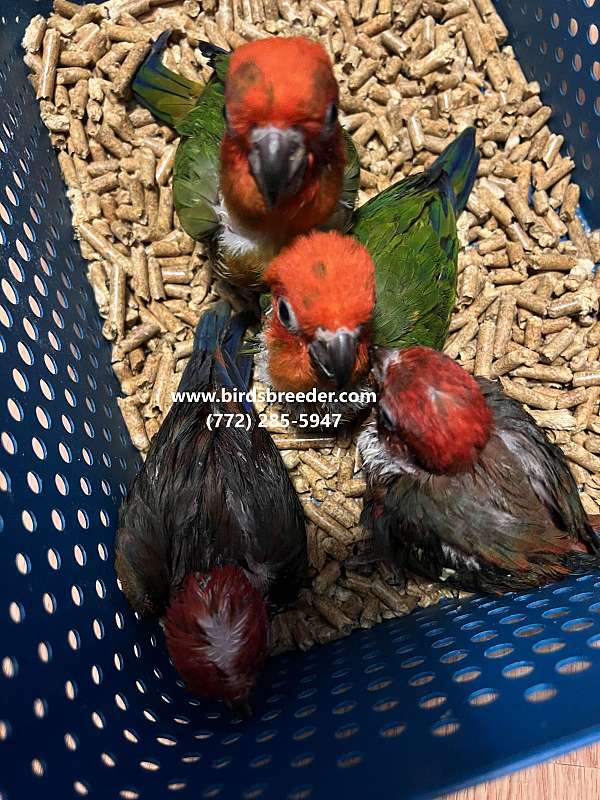 sun-conure-for-sale