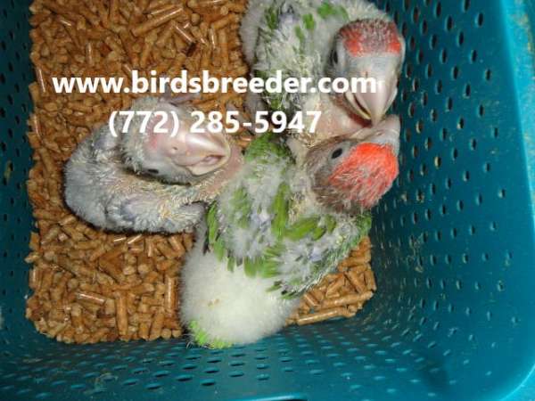 exotic-brown-necked-poicephalus-parrots-for-sale
