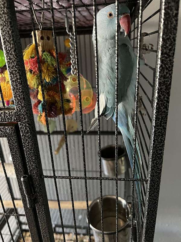 parrot-for-sale-in-lake-city-fl