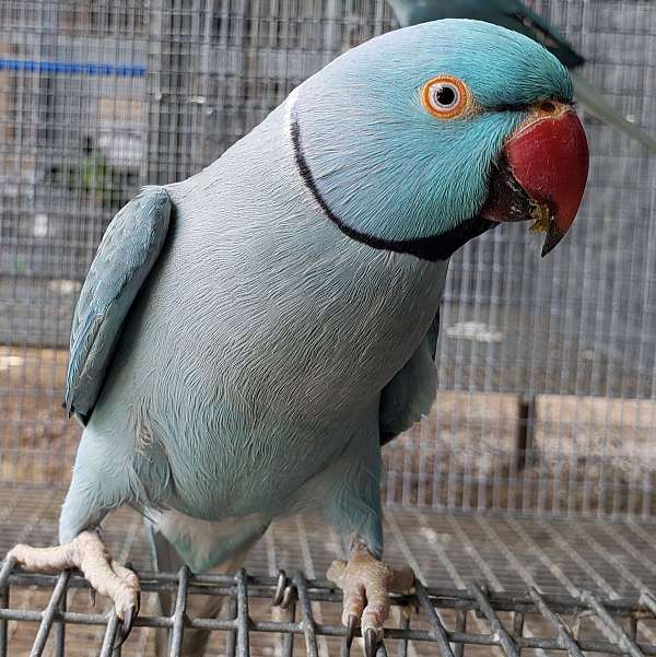 blue-exotic-tame-bird-for-sale