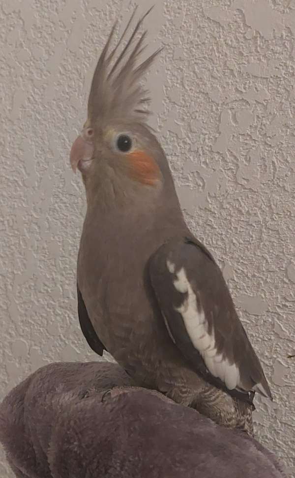 cockatiel-for-sale