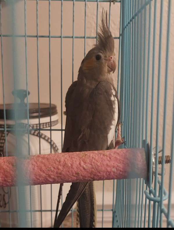 grey-bird-for-sale